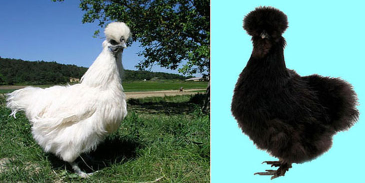 Poules noire et blanche ont autant d'intelligence.