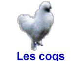 Les coqs ne sont pas des machos, comment faire leur apprentissage.