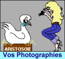 Les photos des poules personnelles des passionn�s.