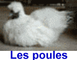 Elever des poules, tout savoir.
