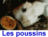 Faire naitre et Elever des poussins