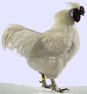 De son nom Sauveur, ce coq a permis de sauvegarder une famille de poules.