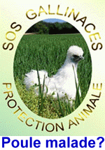 Le site www.sosgali.org vous aide a soigner vos poules.